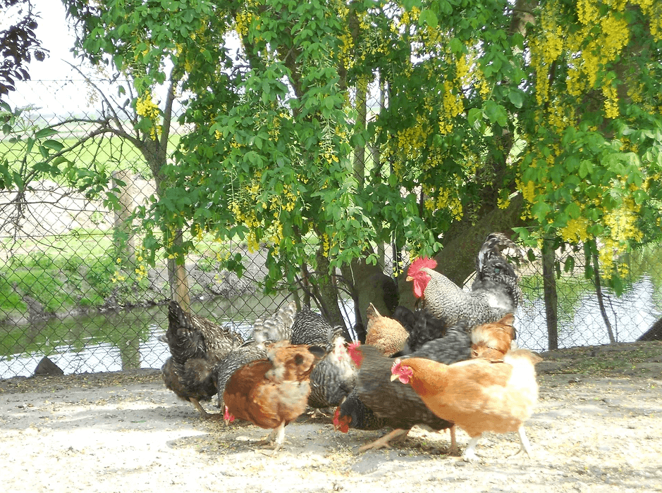 Kippen en vogels voederen