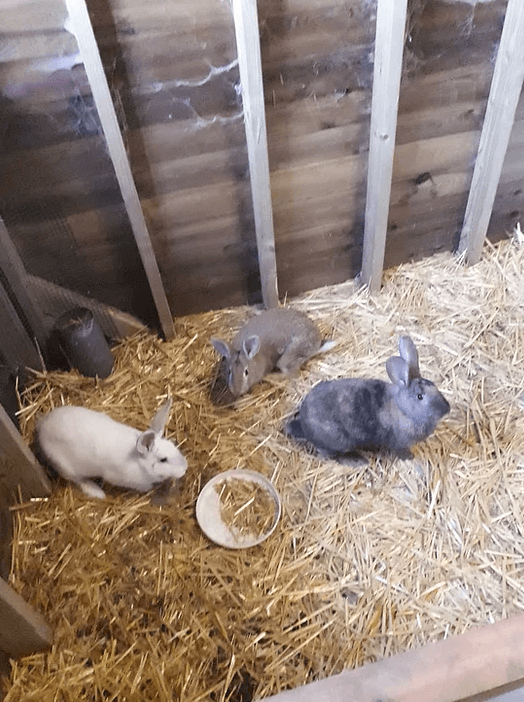 Konijnen knuffelen